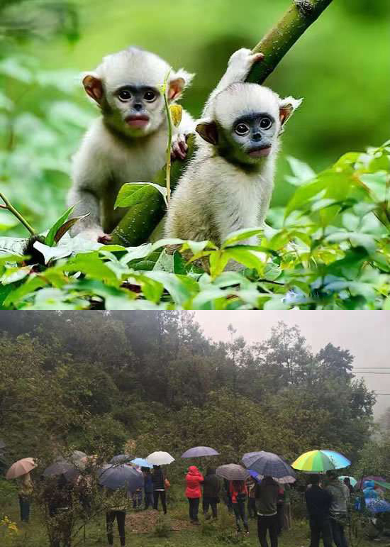 太陽能智慧路燈，太陽能智慧路燈廠家，太陽能智慧路燈價格